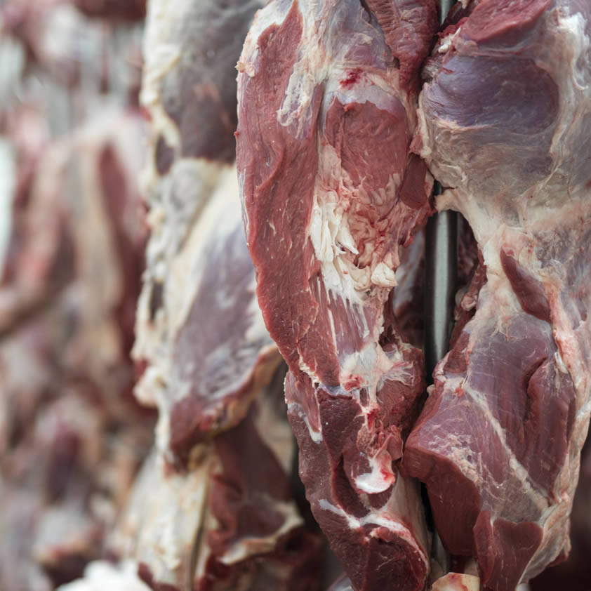 fresh-meat